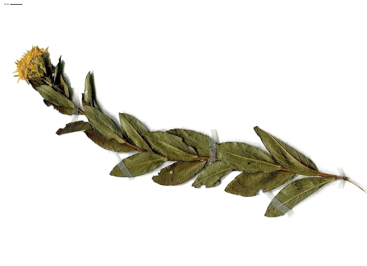 Inula spiraeifolia (Asteraceae)